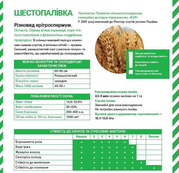 Шестопалівка еліта (мішок 50кг) Shestopalivka_elita_m_2025 фото