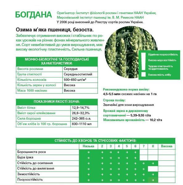 Богдана 1 репродукція (мішок 50 кг) Bogdana_elita_m_2025 фото