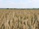 Подолянка 1-репродукція (бег 1т) Podolianka_1r_bb_2025 фото 4
