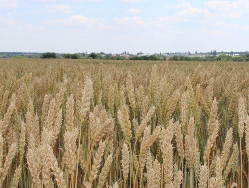 Подолянка 1-репродукція (бег 1т) Podolianka_1r_bb_2025 фото