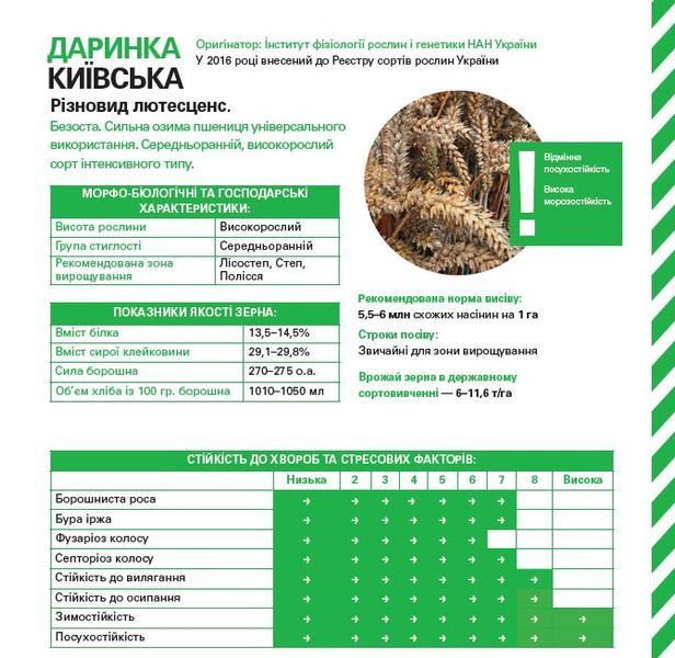 Даринка Киевская 1 репродукция (бег 1т) Darynka_1r_bb_2025 фото
